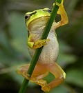 Common Tree Frog - Hyla arborea © Teresa Farino